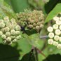 Redring Milkweed, Asclepias variegata,  three tubers mailed bare root