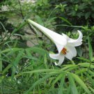 Lilium philippinense Philippine Lily SUPER JUMBO bulb