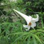 1 bulb, Lilium philippinense,  Philippine Lily drought tolerant withstands mowing