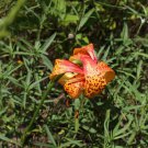 Lilium michauxii Carolina Lily bulb
