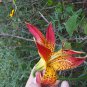 Pictured lilium michauxii bare root bulbs - small