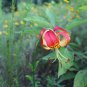 Lilium michauxii, Carolina lily, Super Jumbo bulb