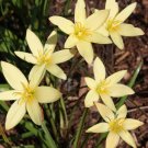 Zephyr Lily (Zephyranthes primulina) 12 bulbs