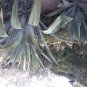small agave of pictured variety