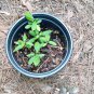 Redring Milkweed, Asclepias variegata,  three tubers mailed bare root