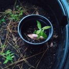 Asclepias variegata, Redring Milkweed, one bare root tuber currently growing in quart size container