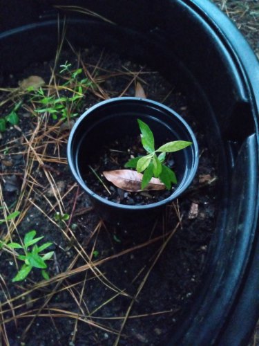 Asclepias variegata, Redring Milkweed, one bare root tuber currently growing in quart size container