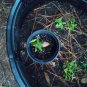 Asclepias variegata, Redring Milkweed, one bare root tuber currently growing in quart size container