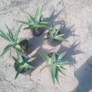 Aloe variegata hybrid