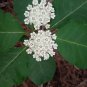 Asclepias variegata, Redring Milkweed 50 seeds