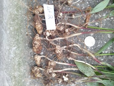 Pictured lilium michauxii bare root bulbs - small