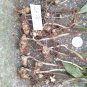 Pictured lilium michauxii bare root bulbs - small