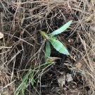 Crazy Horse Agave- small sized Crazy Horse Agave- small sized