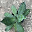 Crazy Horse Agave - beautiful one gallon plant in container Crazy Horse Agave - beautiful one gallon plant in container