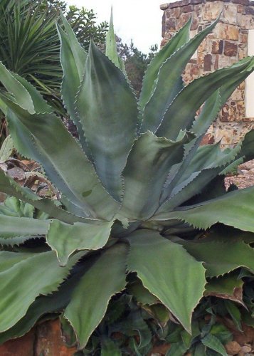 Large bare root Crazy Horse Agave