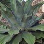 Large bare root Crazy Horse Agave