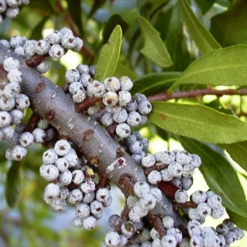 20+ Myrica Cerifera (Wax Myrtle Southern) seeds