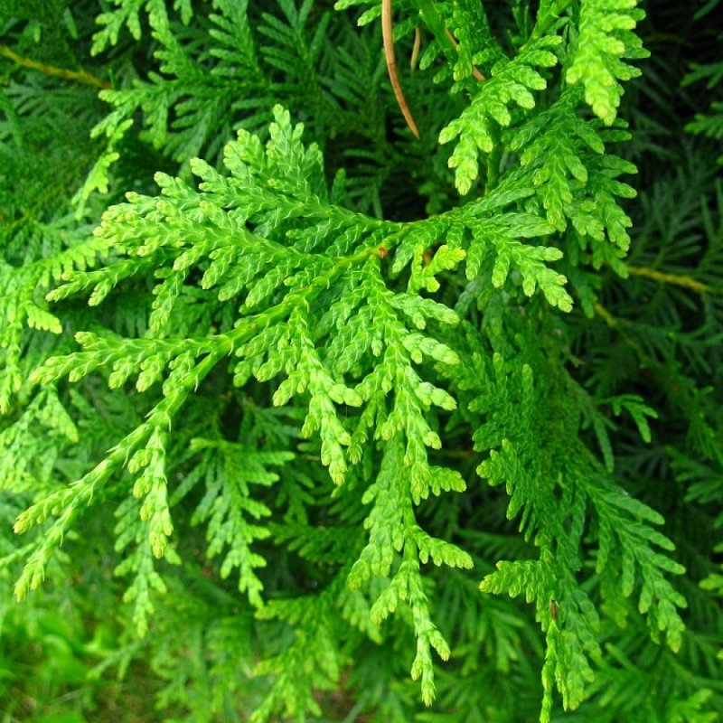 100+ Thuja Occidentalis ( Northern White Cedar ) seeds