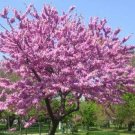 10+ Cercis Canadensis ( Northern Redbud ) seeds 10+ Cercis Canadensis ( Northern Redbud ) seeds