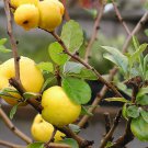 8+ Chaenomeles Japonica ( Japanese Quince ) seeds 