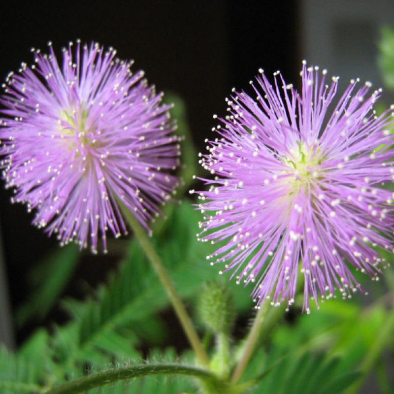 100+ Mimosa Pudica ( Sensitive Plant ) seeds