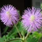 100+ Mimosa Pudica ( Sensitive Plant ) seeds 