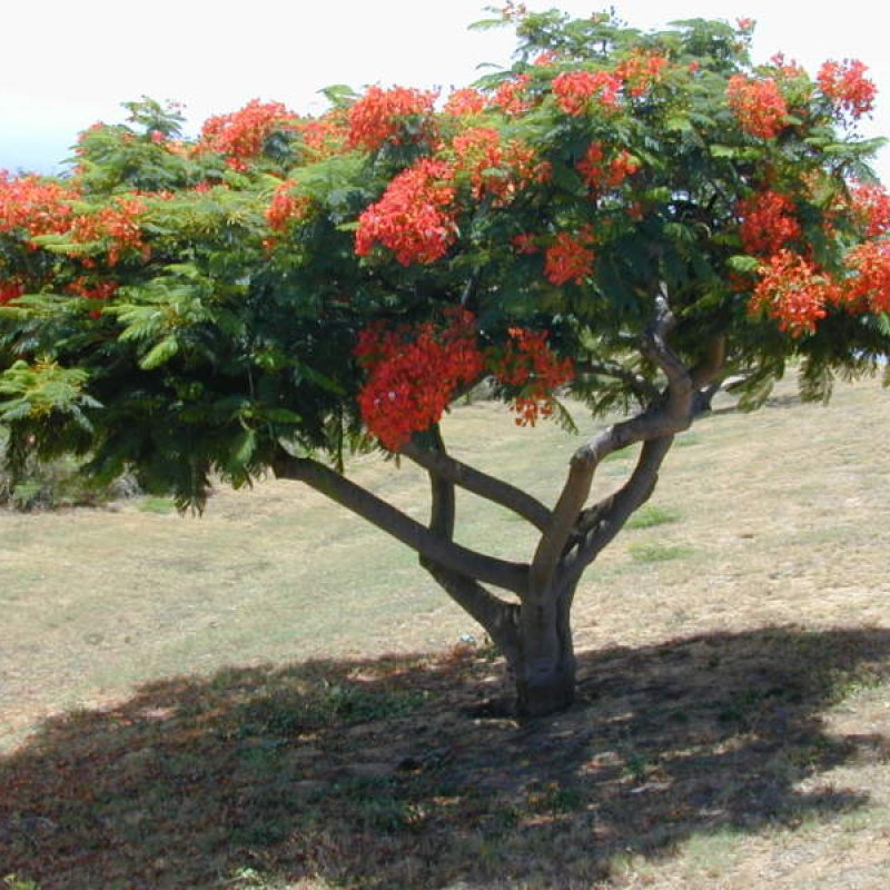 10+ Delonix Regia ( Royal Poinciana ) seeds
