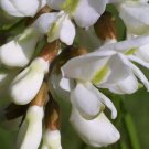 25+ Robinia Pseudoacacia ( Black Locust ) seeds