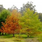 10+ Taxodium Distichum ( Bald Cypress Northern ) seeds
