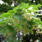20+ Tilia Tomentosa ( Silver Linden ) seeds 20+ Tilia Tomentosa ( Silver Linden ) seeds