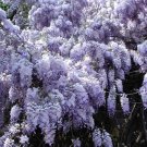 5+ Wisteria Sinensis ( Chinese Blue Wisteria ) seeds 5+ Wisteria Sinensis ( Chinese Blue Wisteria ) seeds