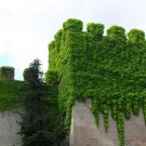 5+ Parthenocissus Tricuspidata ( Boston Ivy ) seeds