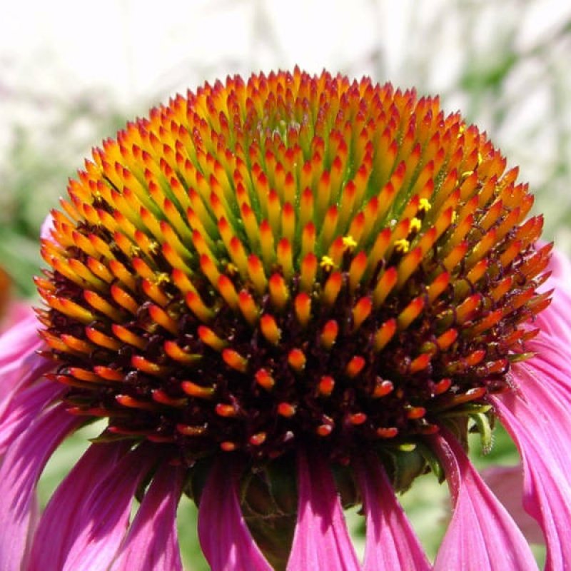 purple coneflower sprouts