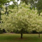 5+ Chionanthus Virginicus ( White Fringe tree ) seeds 5+ Chionanthus Virginicus ( White Fringe tree ) seeds