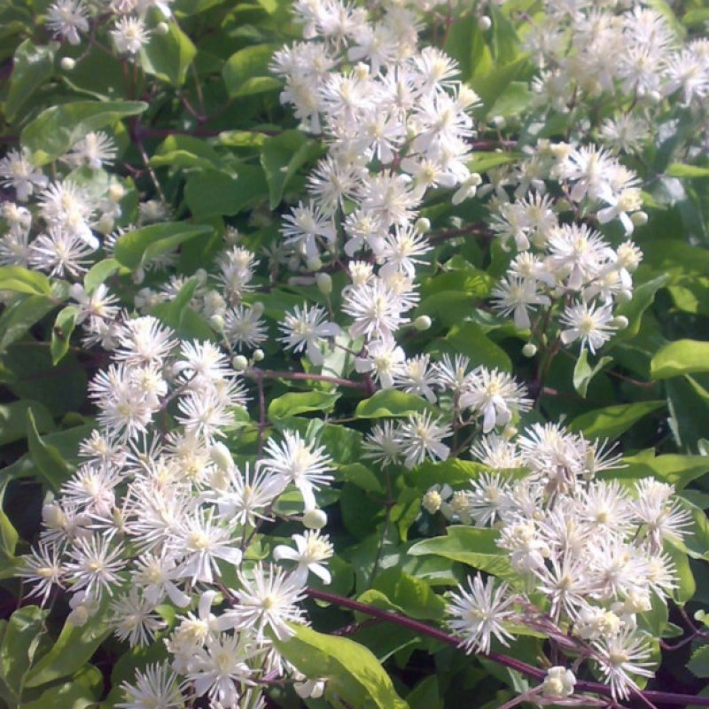 20+ Clematis Vitalba ( Traveller‘s Joy / Old Man's Beard ) seeds