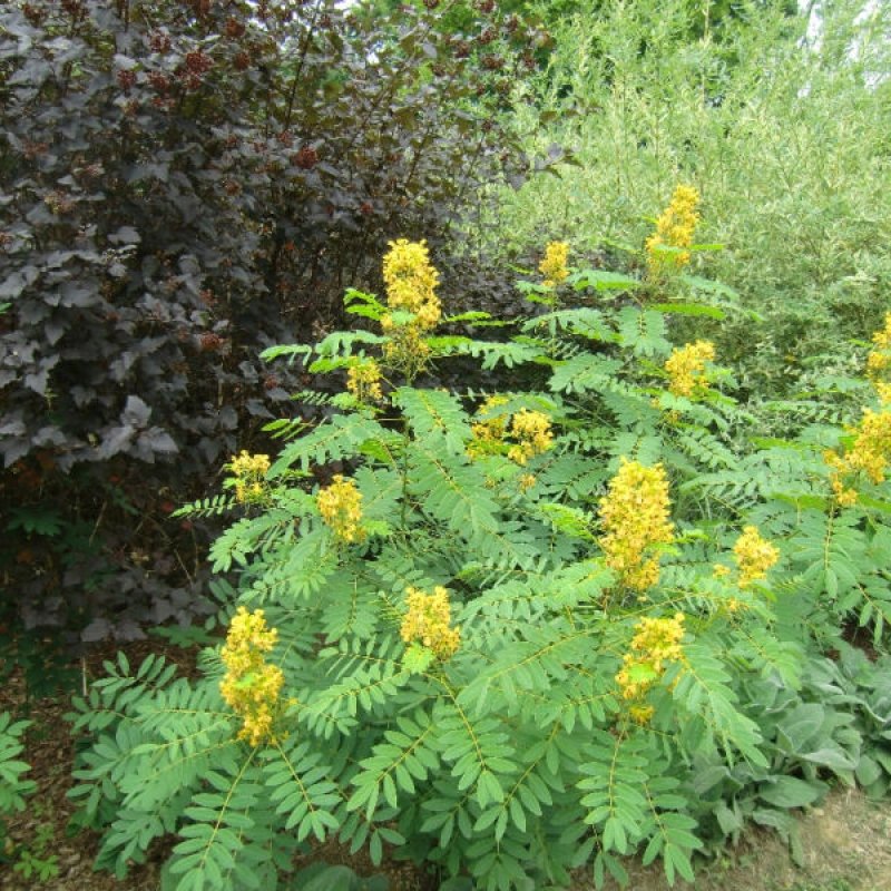 20+ Cassia Marilandica ( Indian Senna ) seeds