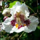 30+ Catalpa Speciosa ( Northern catalpa ) seeds 30+ Catalpa Speciosa ( Northern catalpa ) seeds
