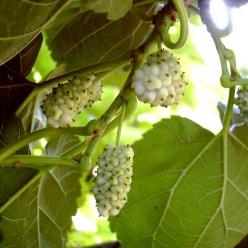 100+ Morus Alba ( White Mulberry ) seeds