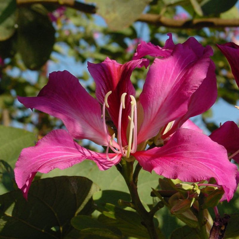 10+ Bauhinia Purpurea ( Butterfly/Orchid Tree ) seeds