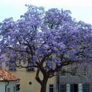 100+ Paulownia Tomentosa ( Princess Tree ) seeds 100+ Paulownia Tomentosa ( Princess Tree ) seeds