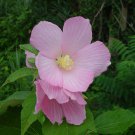 15+ Hibiscus Moscheutos Palustris ( Pink Mallow ) seeds