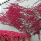 20+ Parthenocissus Quinquefolia ( Virginia Creeper ) seeds
