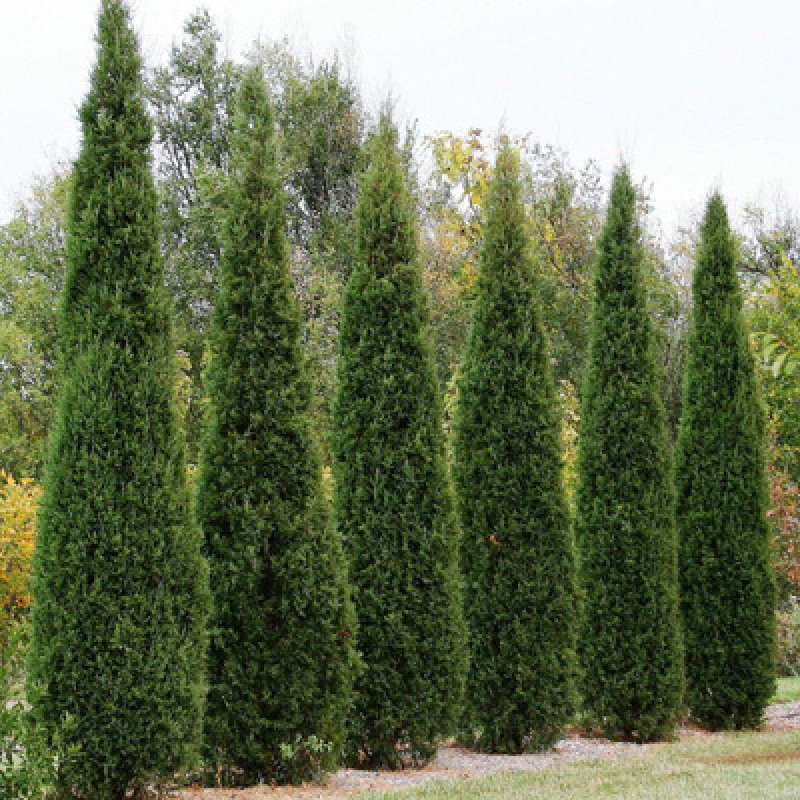 30+ Juniperus Virginiana ( Eastern red Cedar ) seeds