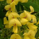 15+ Laburnum Anagyroides ( Golden Chain tree ) seeds 15+ Laburnum Anagyroides ( Golden Chain tree ) seeds