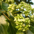30+ Hovenia Dulcis ( Japanese Raisin tree ) seeds 
