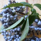 25+ Sambucus Caerulea ( Blue Elderberry ) seeds 