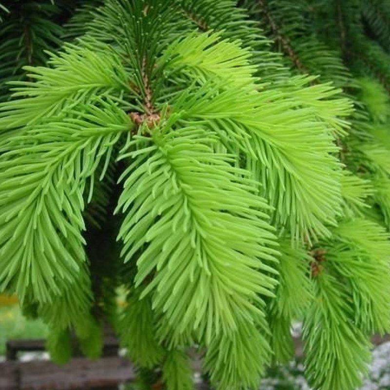 Где живет ель. Ель обыкновенная finedonensis. Picea Abies (Norway Spruce. Ель обыкновенная повислая. Ель обыкновенная Krasickiana.