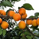 3 Prunus Armeniaca Mandshurica ( Manchurican Apricot ) seeds