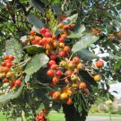 4 Sorbus Aria ( Whitebeam Mountain Ash ) seeds 4 Sorbus Aria ( Whitebeam Mountain Ash ) seeds