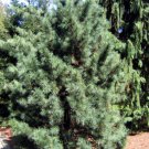 5+ Pinus Koraiensis ( Korean Nut Pine Cedar ) seeds 5+ Pinus Koraiensis ( Korean Nut Pine Cedar ) seeds